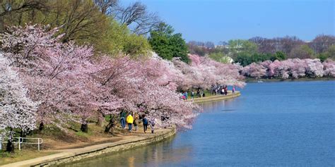 hotels near tidal basin|Hotels near Tidal Basin, Washington, D.C. .